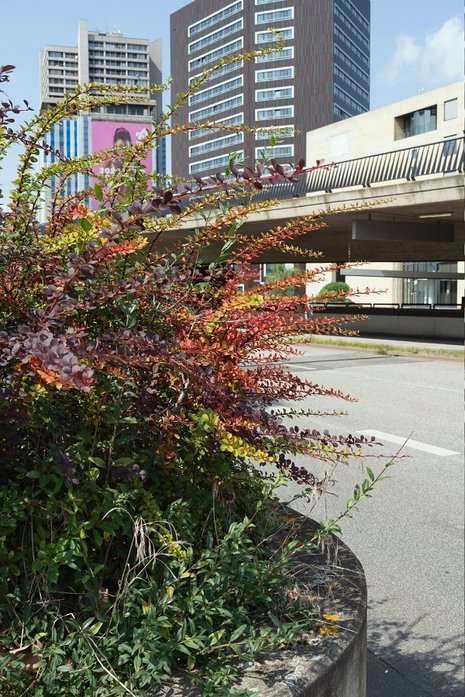 Buschbewuchs am Straßenrand, dahinter eine Hochstraße und Hochhäuser