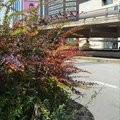Buschbewuchs am Straßenrand, dahinter eine Hochstraße und Hochhäuser