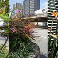 Drei Fotoelemente sind zusammengesetzt -die Ansicht eines Essigbaums, in der Mitte eine Straßenrandpflanzung vor einer Hochhausszenerie, rechts eine blühende Papageienblume