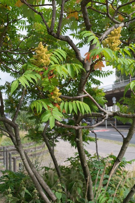 Ansicht eines Essigbaums